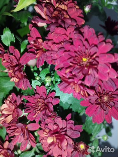 Традесканция