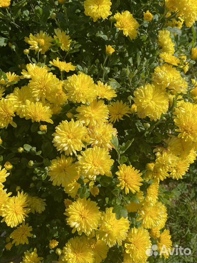 Букет из хризантем