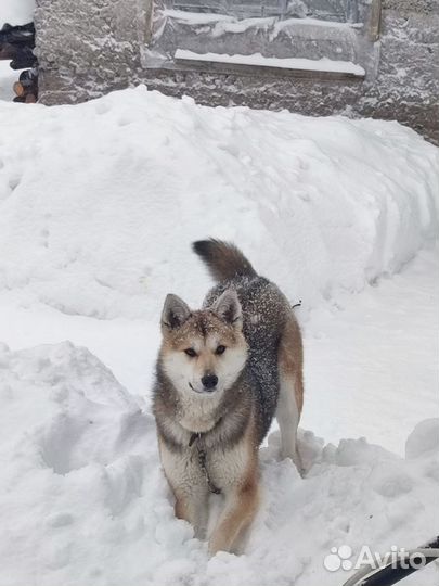 Щенки помесь