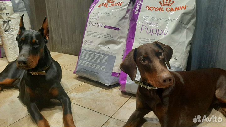 Royal Canin