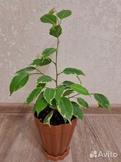 Фикус бенджамина