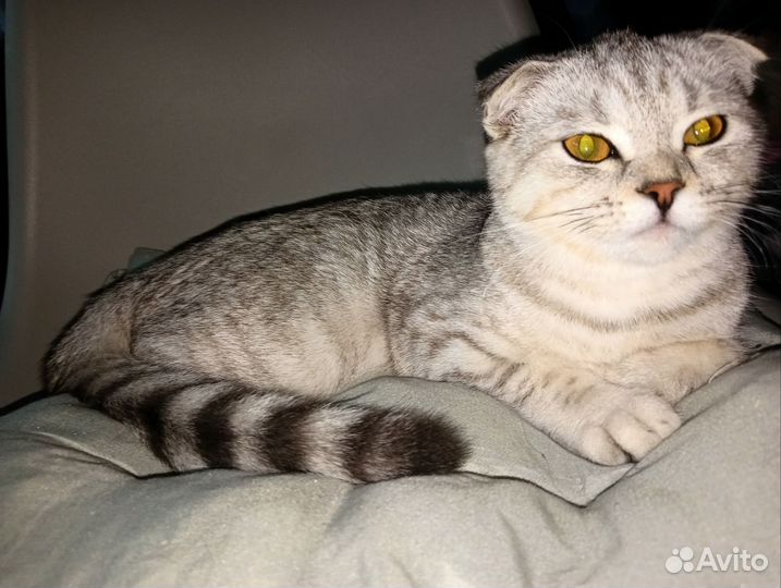 Шотландская вислоухая кошка