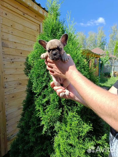Французские бульдоги с документами