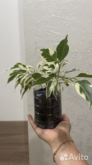 Фикус бенджамина