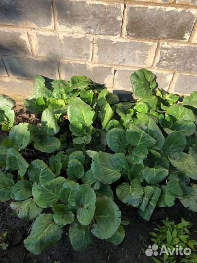 Растения для сада