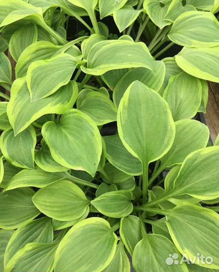 Многолетние растения для сада