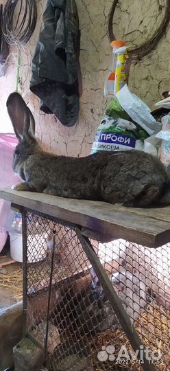 Кролики великаны, Фландр, Ризен