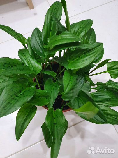 Дримиопсис пятнистый