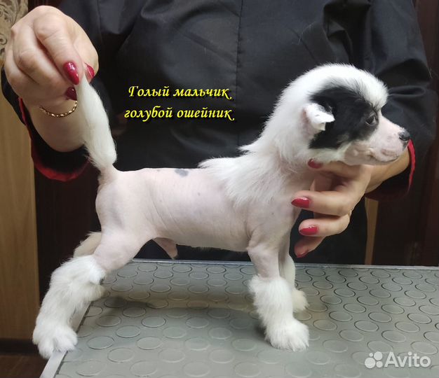 Щенки китайской хохлатой собачки