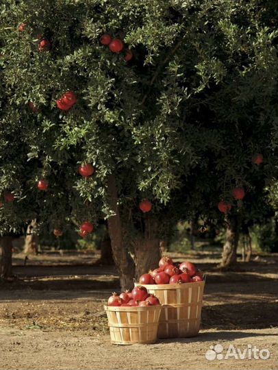 Гранат Дхолка индийская селекция. Саженцы