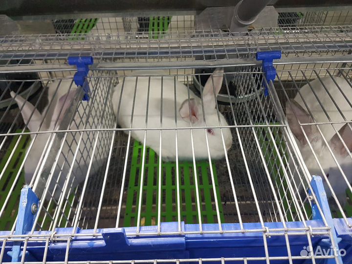 Кроликоферма