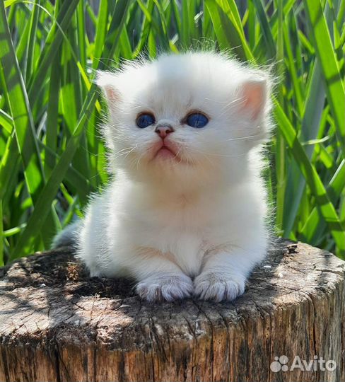 Пушистые девочки и мальчик