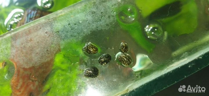 Теодоксус улитки