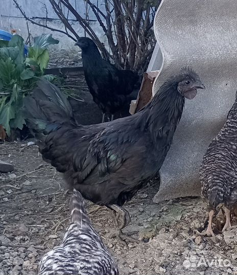 Продам петуха 4,5 месяца ухейлюй