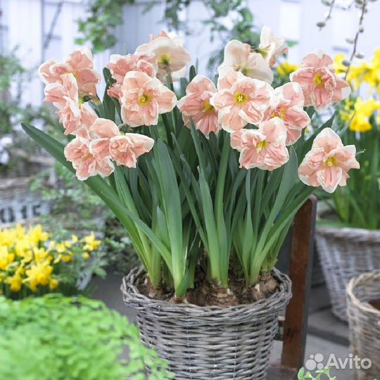 Нарцисс Эприкот Вирл 5 шт