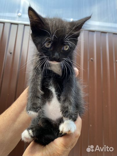 Отдам в добрые руки котёнок девочка