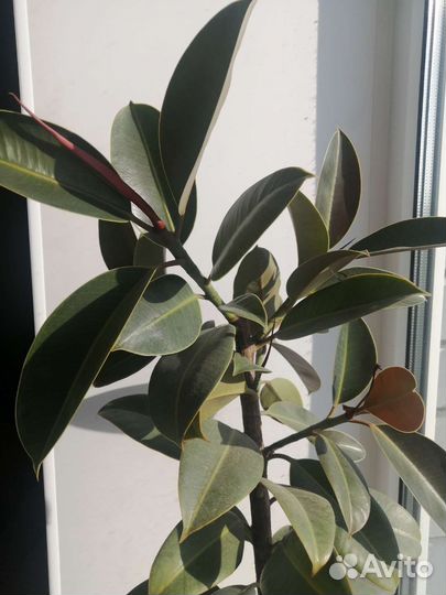 Фикус Мелани