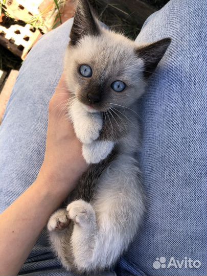 Котята девочки