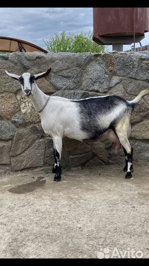 Коза дойная