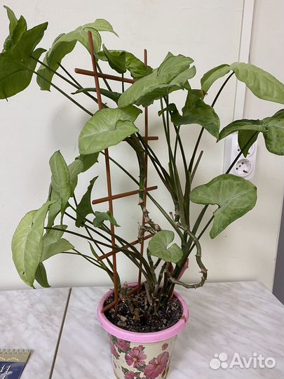 Комнатные цветы