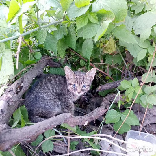 Кошки бесплатно