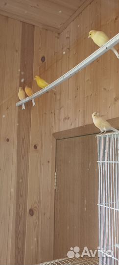 Кенара и канарейки