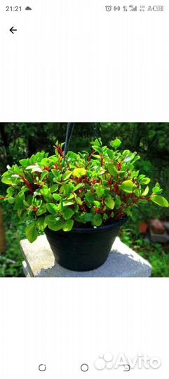 Пеперомия Глабелла (отростки)