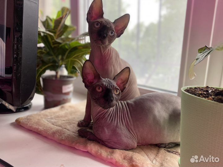 Канадский сфинкс мальчик