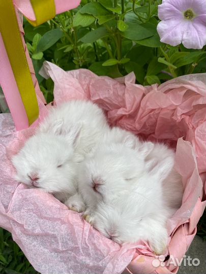 Кролики маленькие