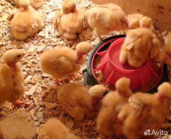 Инкубационное яйцо, Индюшата, цыплята