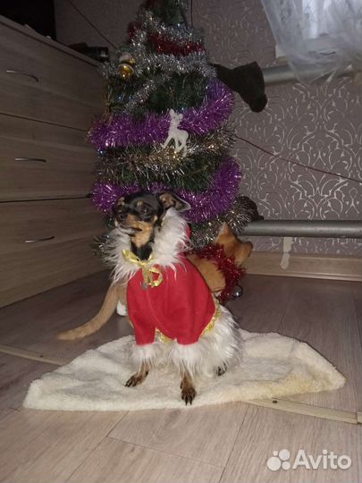 Мини той-терьер вязка