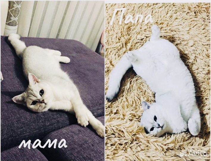 Серебристая британская шиншилла