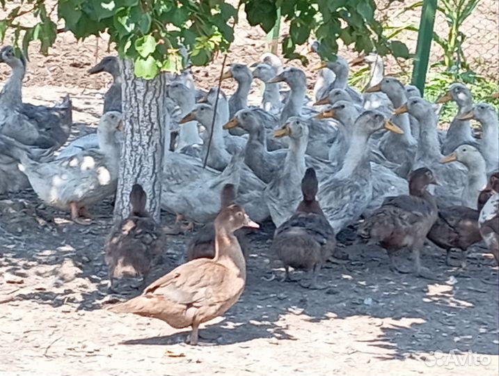 Продаются Домашние животные