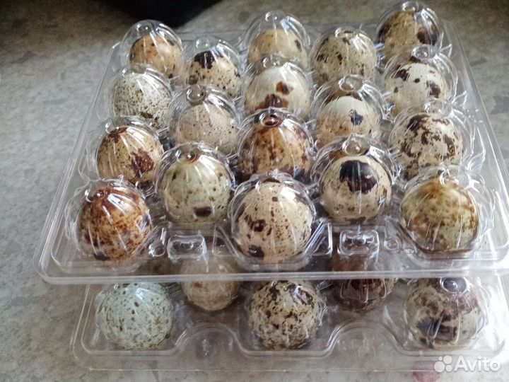 Яйца перепелиные