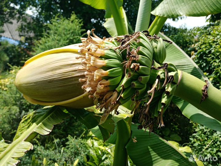 Банановая пальма гигантская