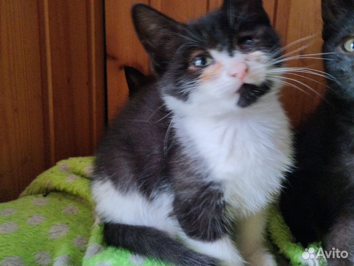 Котята в добрые руки