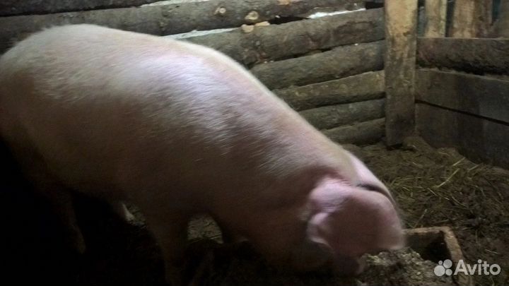 Хряк на племя