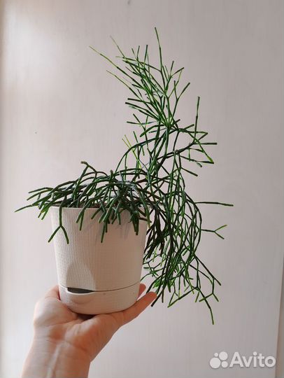 Хатиора саликорниевидная