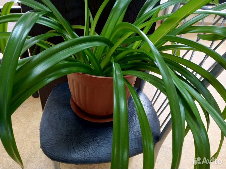 Гиппиаструм