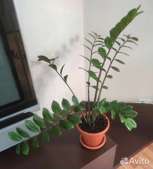 Замиокулькас