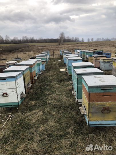 Продам семьи