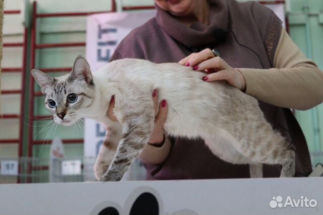 Котята меконгского бобтейла окраса сил-линкс-пойнт объявление продам