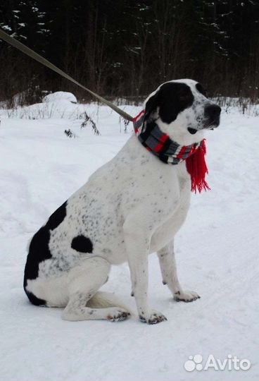 Собака в добрые руки