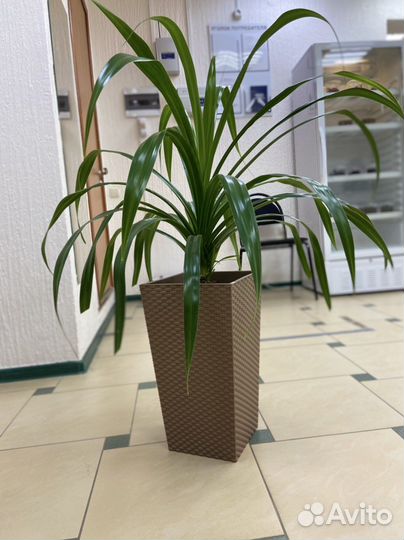 Комнатные цветы панданус, хлорофитум