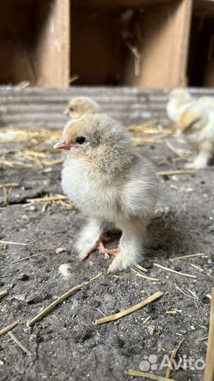 Инкубационное яйцо брама изабелла