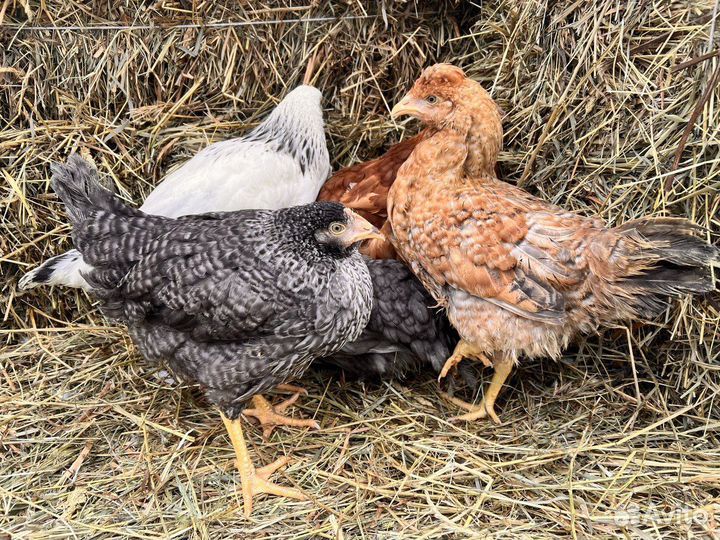 Kуpы нeсушки молодки