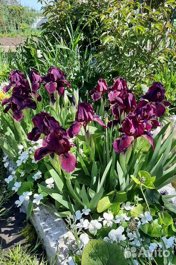 Ирисы карликовые