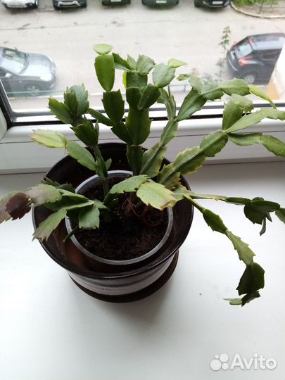 Декабрист шлюмбергера