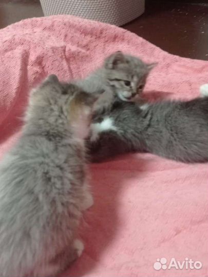 Кошки в добрые руки