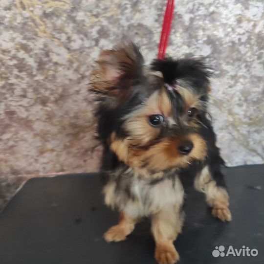 Девочки йорочки)